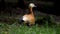 Male shel-duck on grass. Shelduck drake in nature.