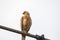 Male shikra bird sitting on a pole while stalking prey. this small predator bird is commonly seen in india