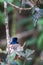 Male Shining Flycatcher Myiagra alecto Sitting in Nest on Branch in Rainforest, Queensland, Australia
