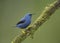 Male Shining Honeycreeper, Costa Rica