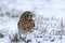 Male short eared owl looks to the side