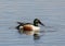 Male Shoveler Duck