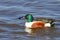 Male shoveler duck swimming at a lake