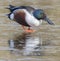 A male shoveler duck walking on the ice on the cemetery lake Southampton Common