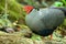 Male siamese fireback pheasant