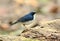 Male Siberian Blue Robin Luscinia cyane