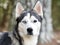 Male Siberian Husky dog with one blue eye