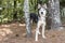 Male Siberian Husky dog with one blue eye outside in pine tree forest on leash
