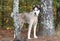 Male Siberian Husky mix dog with blue eyes and short shaved groomed coat in trees forest