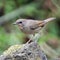 Male Siberian Rubythroat