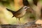 Male Siberian Rubythroat Luscinia calliope