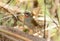 Male Siberian Rubythroat (Luscinia calliope)