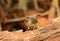 Male Siberian Rubythroat (Luscinia calliope)