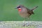 male of siberian rubythroat standing on wet spot covered by duckweed during winter migratory to Thailand