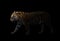 Male siberian tiger in the dark