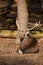 Male sika deer resting