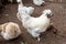 Male silkie chicken looking for food