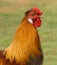 Male silkie pekin cross bantam rooster