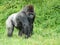 Male silver-back gorilla