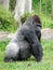 Male silver-back gorilla