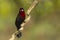 Male Silver-Beaked Tanager on Gnarled Branch