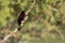 Male Silver-Beaked Tanager on Gnarled Tree Branch