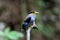 Male Silver-breasted Broadbill (Serilophus lunatus)