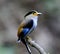 Male Silver-breasted Broadbill (Serilophus lunatus)