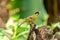 Male silver-eared mesia