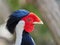 Male silver pheasant portrait Lophura nycthemera