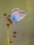 male silver studded blue butterfly preparing for night