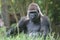 Male Silverback Gorilla outdoors