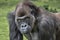 Male silverback gorilla portrait