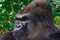 Male Silverback Western Lowland gorilla