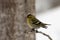 Male siskin