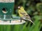 Male siskin on a bird feeder