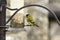 Male siskin on a bird feeder