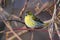 Male siskin feeding Carduelis spinus or Spinus spinus.