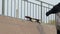 Male skater takes a skateboard from top of ramp and go, close-up, slowmotion