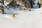 A male skier freerider with a beard descends the backcountry at high speed from the slope