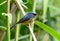 Male Slaty-blue Flycatcher Ficedula hodgsonii