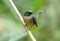 Male Slaty-blue Flycatcher Ficedula hodgsonii