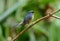 Male Slaty-blue Flycatcher (Ficedula hodgsonii)