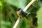 Male Slaty-blue Flycatcher (Ficedula hodgsonii)