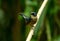 Male Slaty-blue Flycatcher (Ficedula hodgsonii)