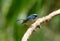 Male Slaty-blue Flycatcher (Ficedula hodgsonii)