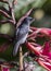 Male Slaty Flowerpiercer