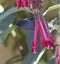 Male Slaty Flowerpiercer