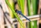 Male Slaty Skimmer on Wetland Vegetation