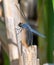 Male Slaty Skimmer on Wetland Vegetation